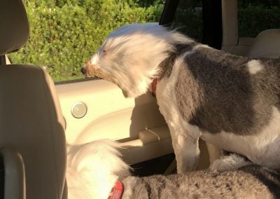NOTHING LIKE A COOL BREEZE IN YOUR HAIR! ? CAM AND WELLS GO FOR A JOY RIDE.