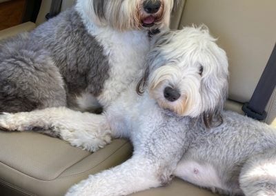 Abbey and Little Gwynie love car trips...
